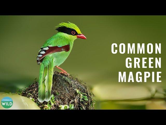 Marvel at the Beauty of the Common Green Magpie