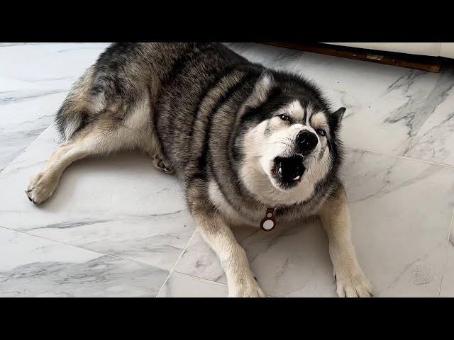 I Left My Husky With My sister And He Told Me Off For it!