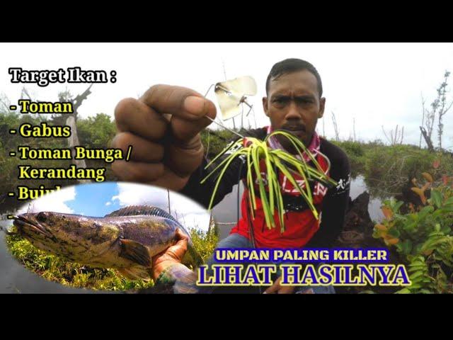 LIHAT HASILNYA‼️JANGAN PERNAH SEPELEKAN UMPAN INI UNTUK MANCING TOMAN || CASTING TOMAN | Vol-20