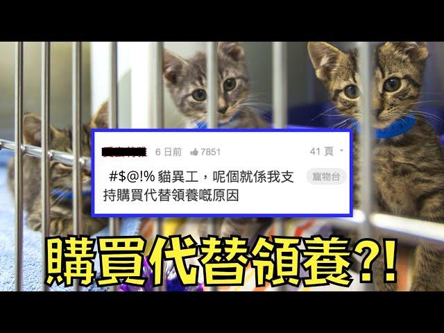 領養貓咪被百般刁難！網友:「這就是我支持購買代替領養的原因」！｜叉雞