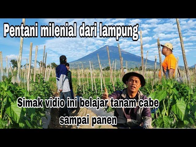 Belajar menanam cabai dari awal sampai panen