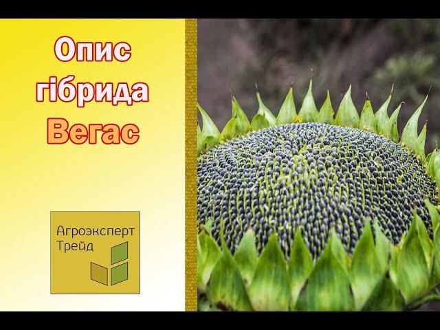 Соняшник Вегас , опис гібриду  - насіння в Україні