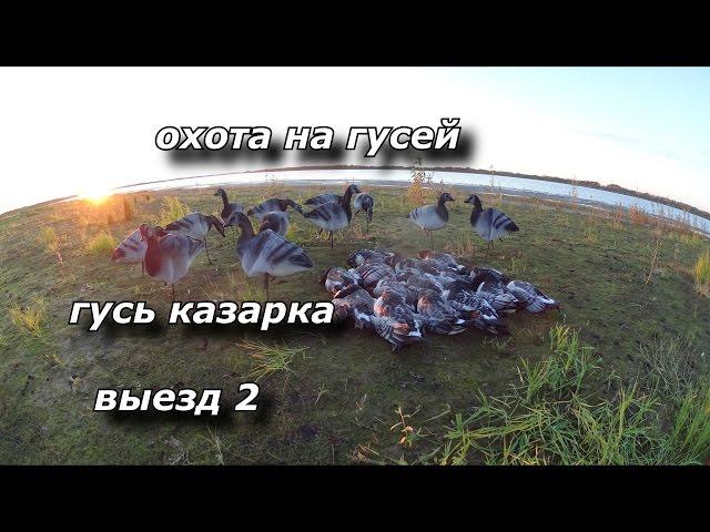 Охота на гусей. ГУСЬ КАЗАРКА. Выезд 2. GOOSE HUNTING!!!