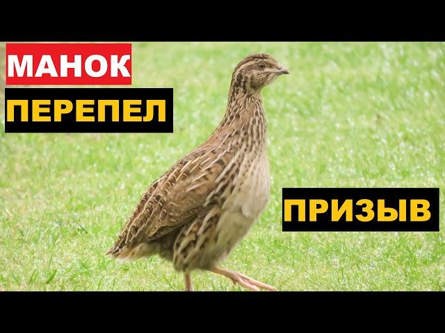 ГОЛОС (МАНОК) ПЕРЕПЕЛ ПРИЗЫВ