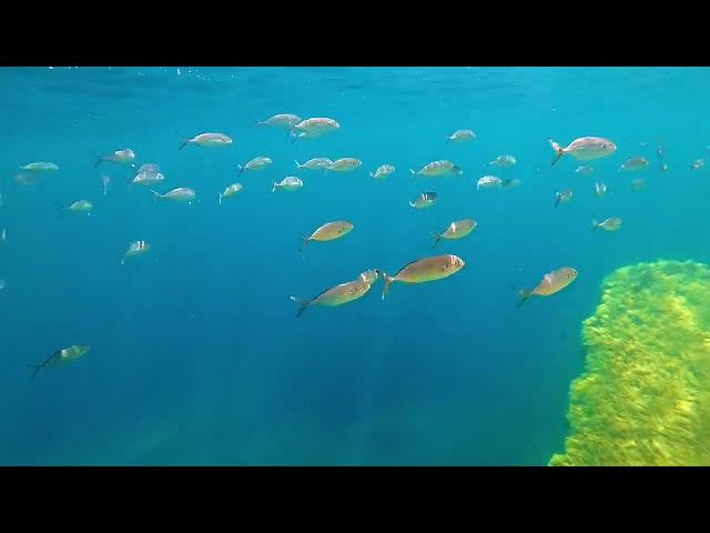 Snorkeling in Gozo - June