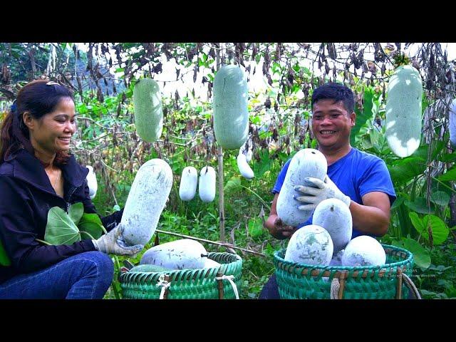 Simple life - Big love : Hien and Lieu work together to harvest pumpkins to make a living
