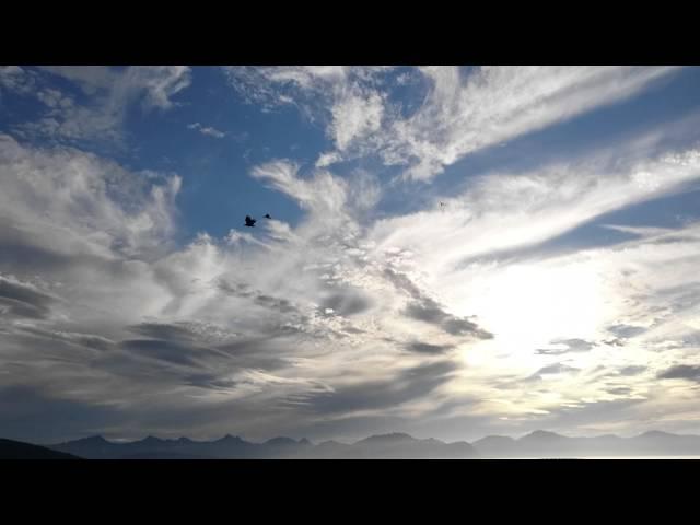 Norwegian sea eagle dives and grab a fish! Wow!!