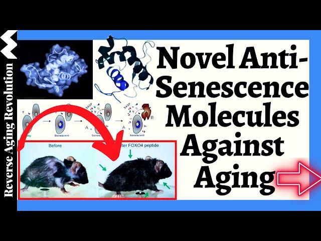 The Fountain of Youth by Targeting Senescent Cells?