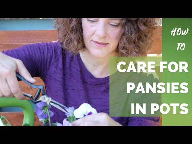 How to Care for Pansies in Pots