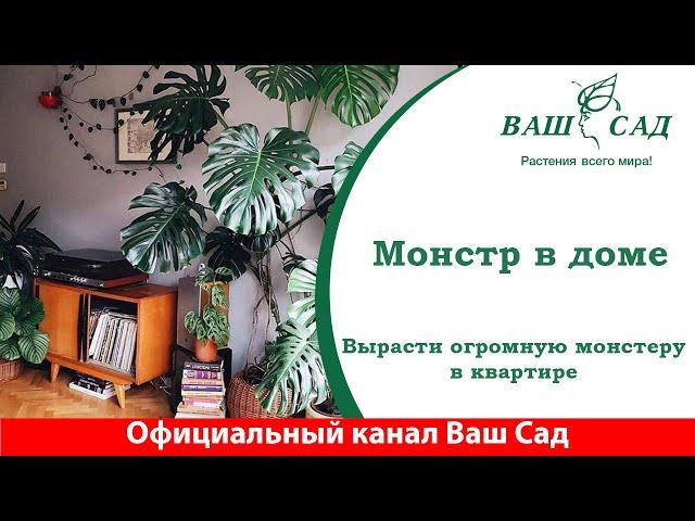 Корпорация монстров в вашей квартире. Как вырастить красивую Монстеру. Ваш сад