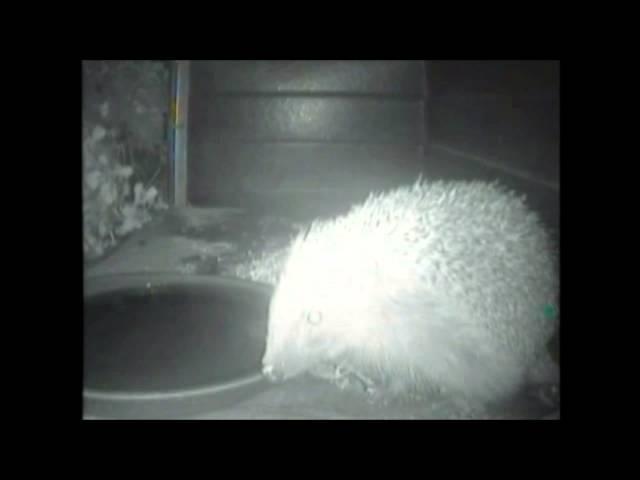 Hedgehog drinking water