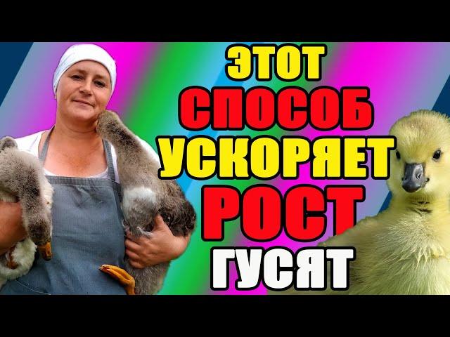 Этот СПОСОБ помогает увеличить рост ГУСЯТ.