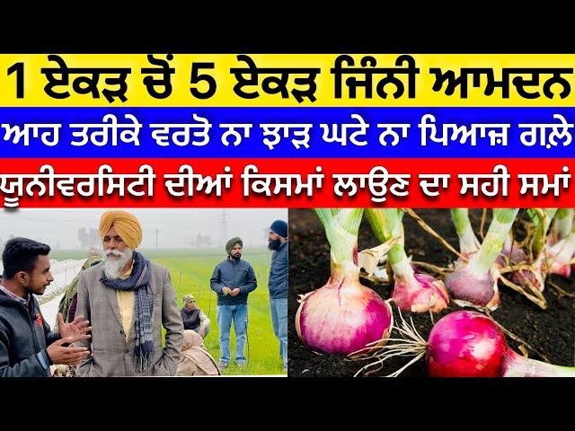 Onion farming in Punjab ਪਿਆਜ਼ ਦਾ ਚੰਗਾ ਝਾੜ ਲੈਣ ਲਈ ਕੀਮਤੀ ਜਾਣਕਾਰੀ 25 ਸਾਲ ਦਾ ਤਜ਼ਰਬਾ