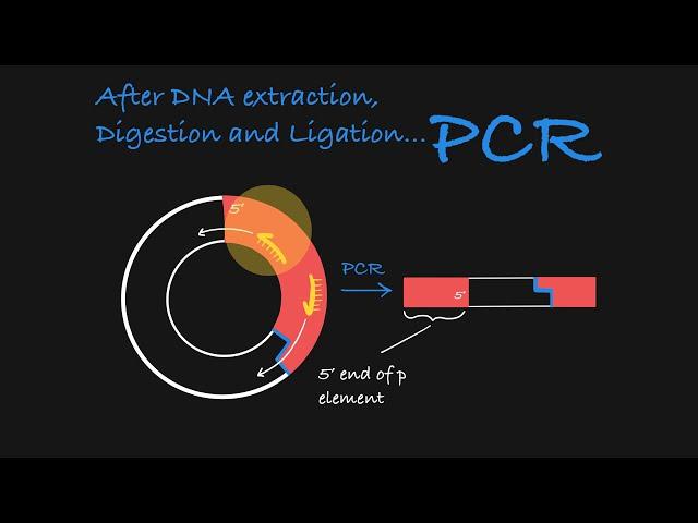 Inverse PCR Explained