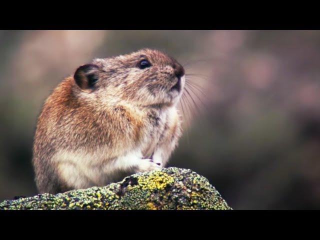 How the Collared Pika Prepares For Winter | Wild Alaska | BBC Earth