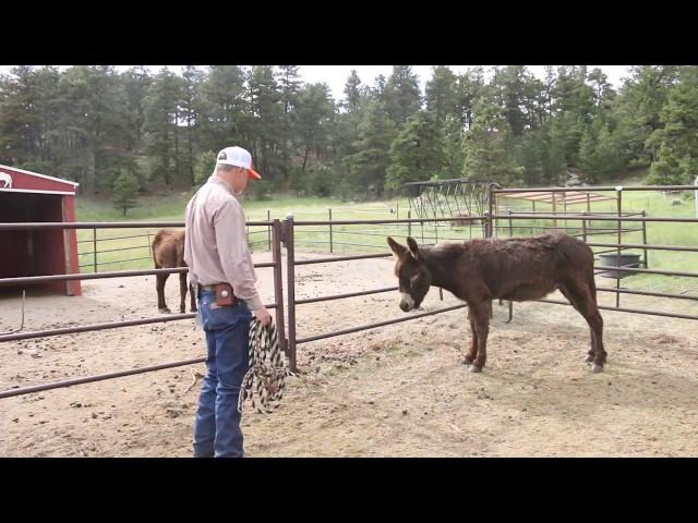 Working with my New Donkeys