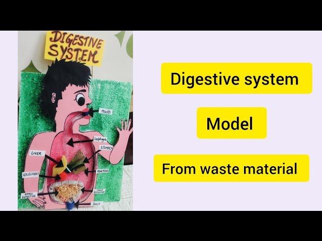 digestive system from waste material | model of digestive system| school model| school project