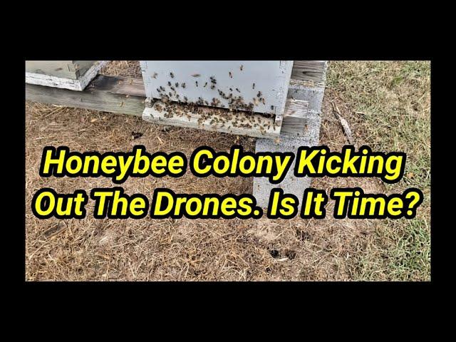 Honeybee Colony Kicking Out The Drones. Is It Time?