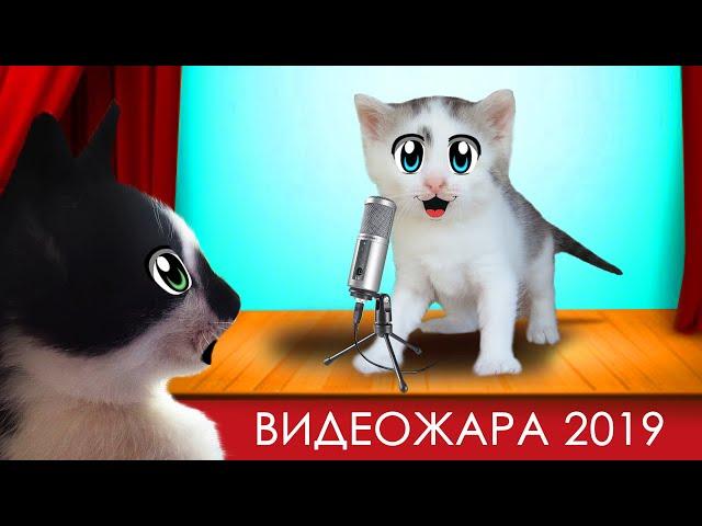 КОШЕЧКА МУРКА 24 ЧАСА на ВИДЕОЖАРЕ! Фан Встреча А ну-ка Давай-ка! ЗОЛОТАЯ КНОПКА КАНАЛА