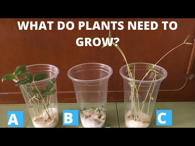 BASIC NEEDS OF PLANTS | WHAT DO PLANTS NEED TO GROW | MUNG BEAN SEEDS EXPERIMENT | MONGO SEEDS |