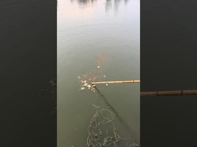 Fishing net | Using watermelon as bait to catch fish. | Outdoor fishing #fishing #shortsviral