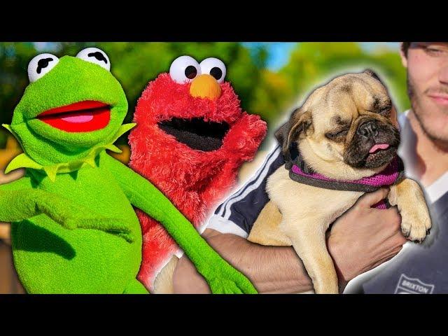 Kermit The Frog and Elmo Buy a NEW Puppy!