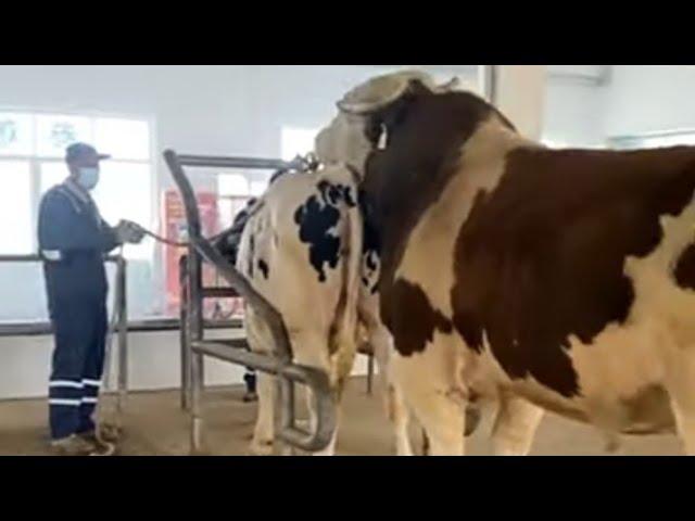 Incredible Cow and Bull Meeting | Natural Animal Breeding | Zee Pets