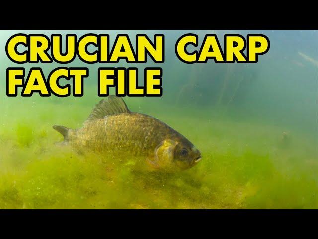 Crucian: Fact File (British Wildlife Facts)