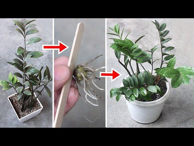 DO THESE To Make ZZ Plant BUSHY FASTER!