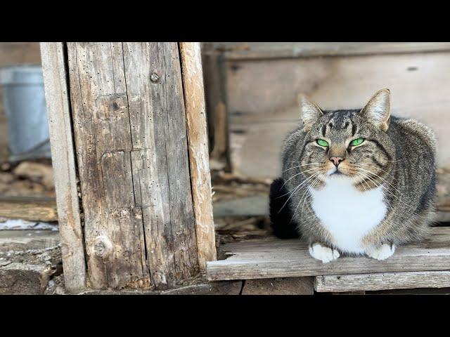 Houses for Barn Cats