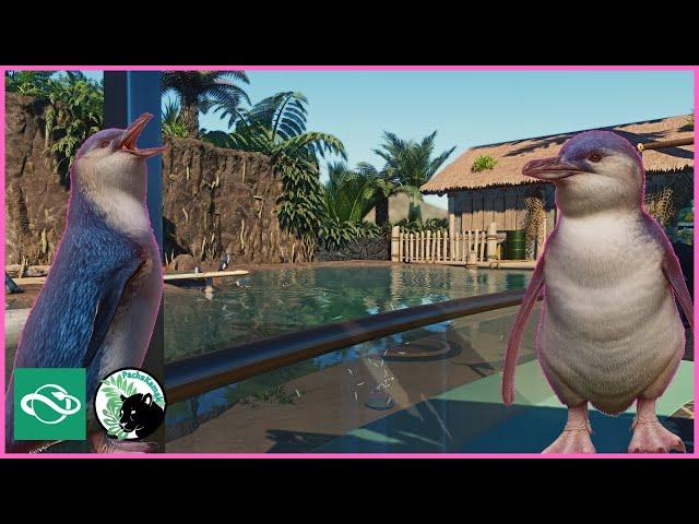 LITTLE PENGUINS go Surfin | Oceania Special | Planet Zoo | #1