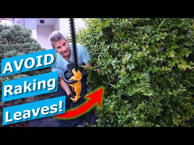 Hedge Trimming Cleanup Hacks:  Avoid Raking Leaves, Clippings DeWalt Trimmer