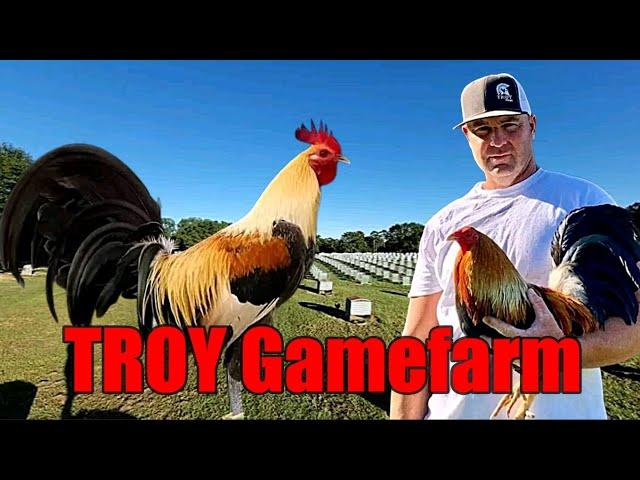 Lets Visit The Farm Of TROY Gamefarm