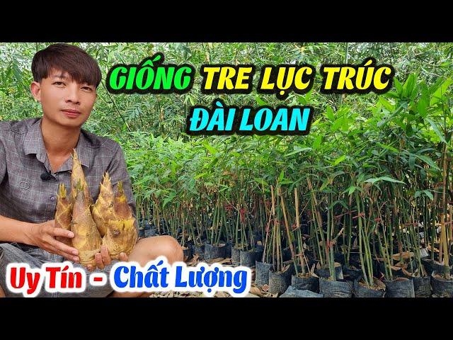 Địa Chỉ Mua Bán Giống Tre Lục Trúc Đài Loan Ở Đâu Uy Tín Nhất | Tre Lục Trúc Giống Thái Nguyên