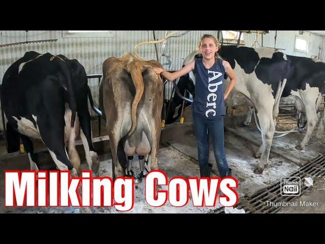 Milking Cows On A Small Family Farm In The Summer