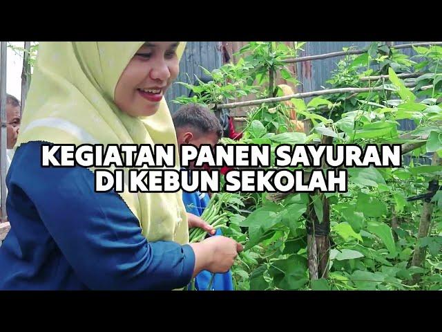 Hasil Panen Sayur Kegiatan Projek Penguatan Profil Pelajar Pancasila (P5) di SDN 3 Sangia Wambulu.