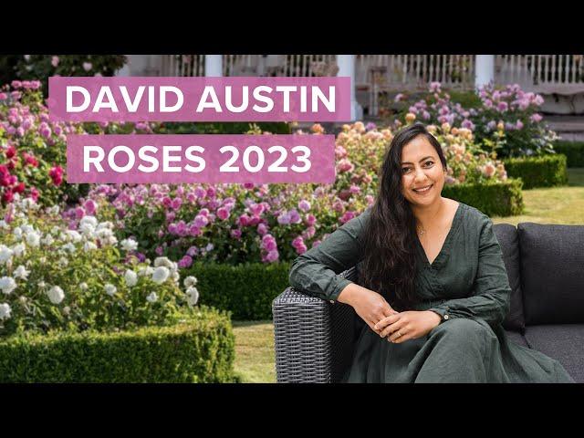 6 New 2023 Gorgeous David Austin Roses You Need In Your Garden