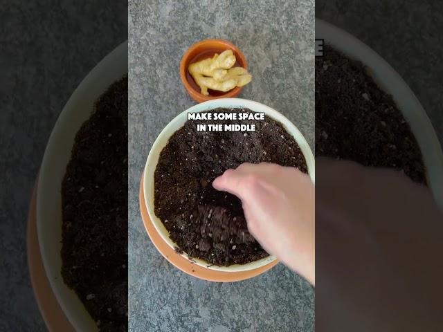 Grow your own Ginger at home 