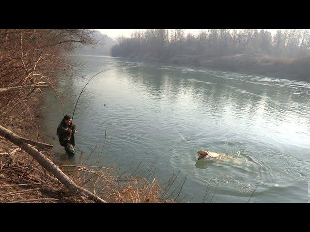 Pecanje štuke i mladice na reci Savi u Sloveniji - Varaličarenje | Big pike and Hucho Hucho fishing