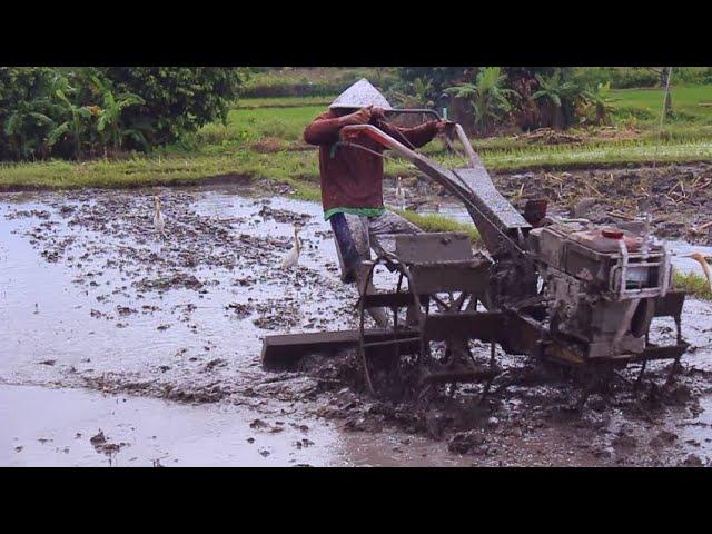 Santai tapi CEPAT..!! Traktor Sawah QUICK G1000 Garu Lahan di Pagi Hari