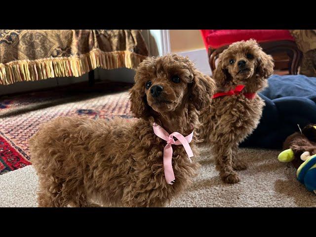 Girls , mini poodles