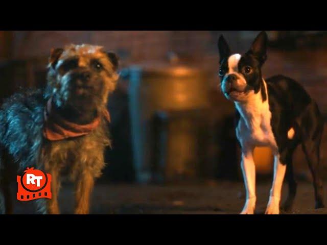 Strays (2023) - Crazy Little Dog Scene | Movieclips