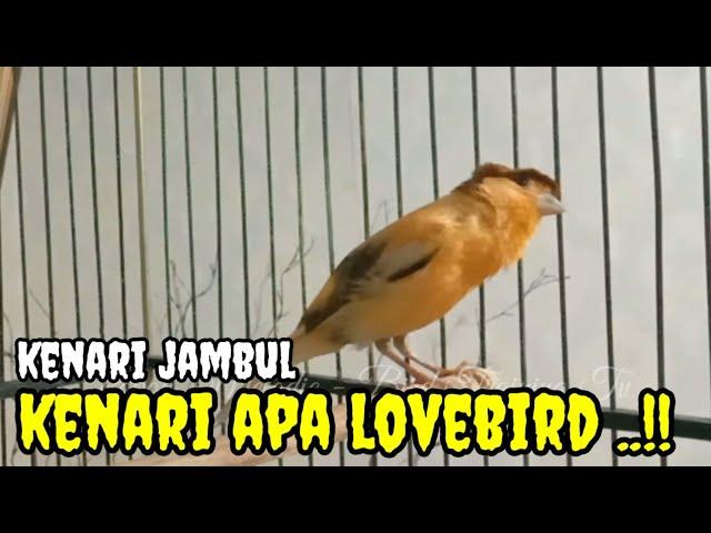 LANGSUNG NYAUT !! kenari manapun pasti nyaut setelah dengar kenari isian lovebird ! lb gacor panjang