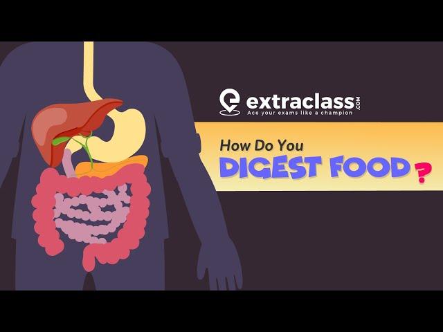 How Do You Digest Food? | Biology | Extraclass.com