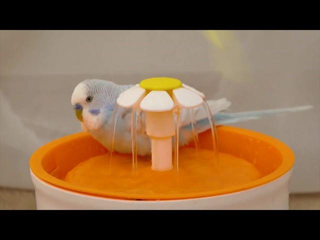 Budgie sounds and happy bath in bird fountain