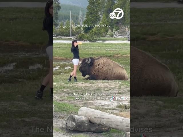 Despite warnings, woman approaches bison for selfie in Yellowstone