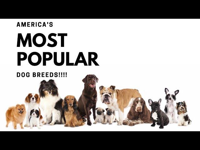 10 MOST POPULAR DOG BREEDS IN THE UNITED STATES