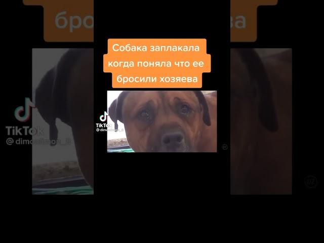 грустное видео про собаку