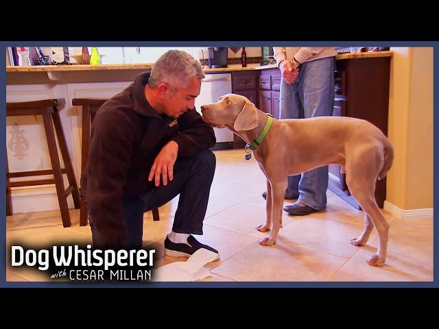 Biting Weimaraner Rules The Household | Dog Whisperer With Cesar Millan