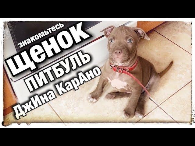 Знакомьтесь, Питбуль Джина 2 месяца